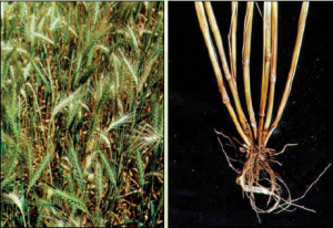 Crown Rot in Wheat