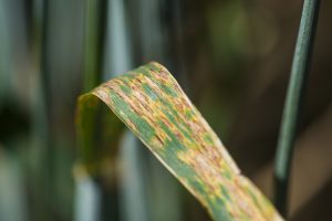 Septoria tritici blotch