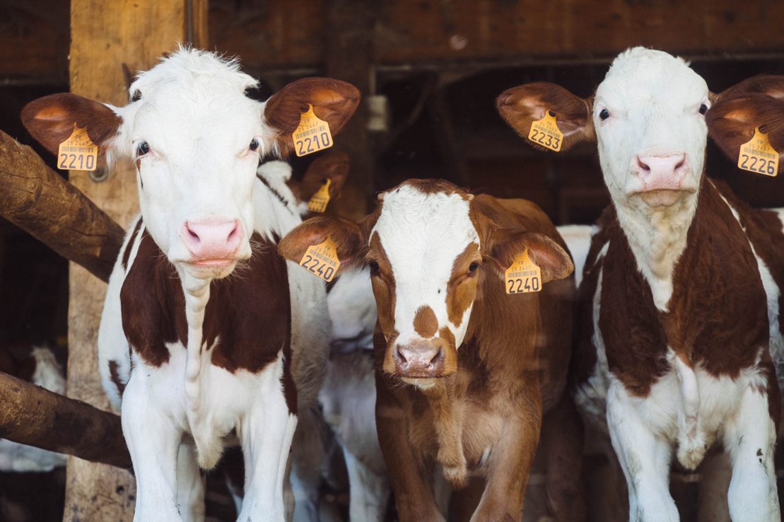Cows can't live in apartments