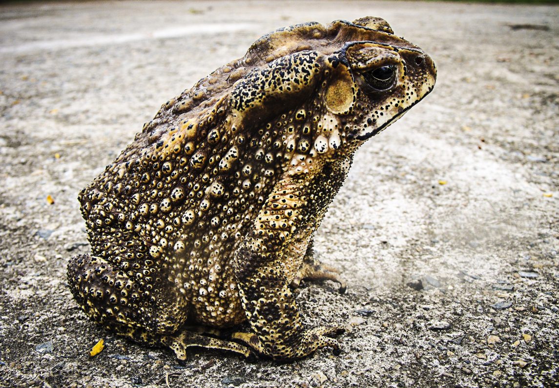 Cane toad