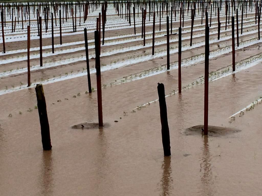 Tomato crops damaged by cyclone Ita
