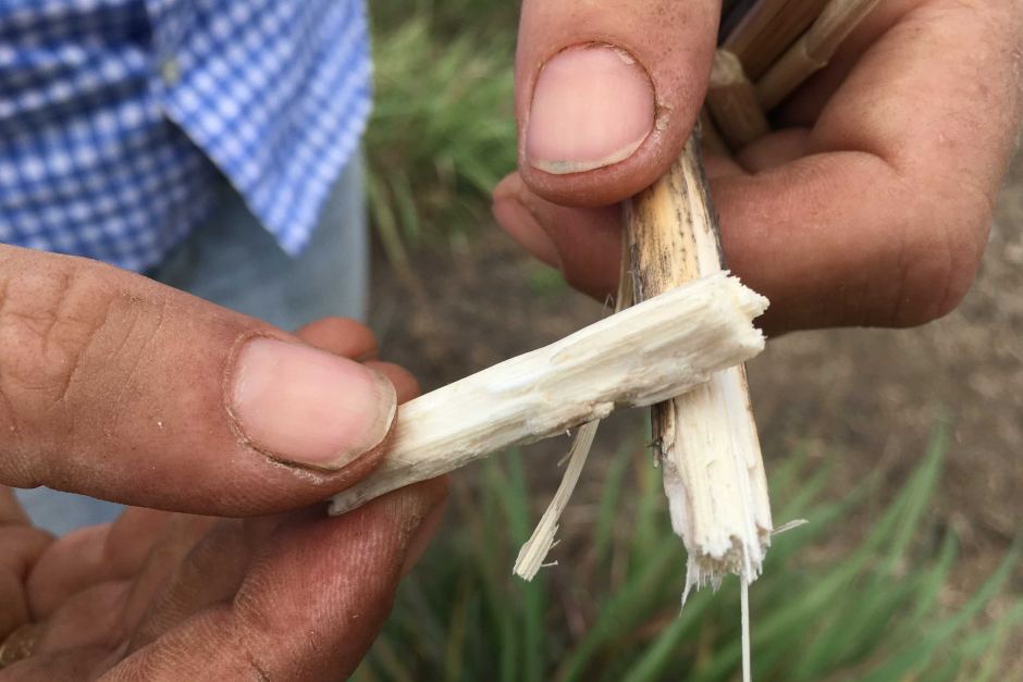 let me see what your insides look like lemongrass