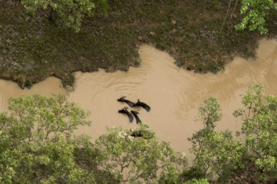 Aerial image of bodies after cull
