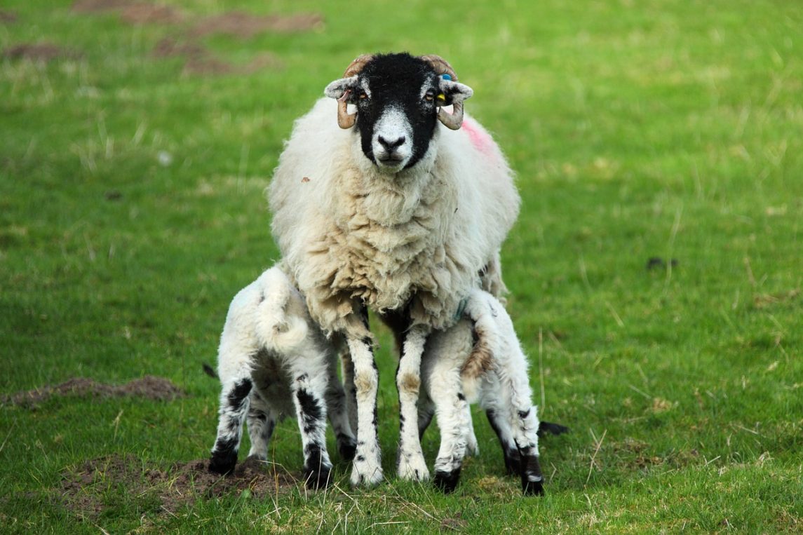 Feeding Lambs