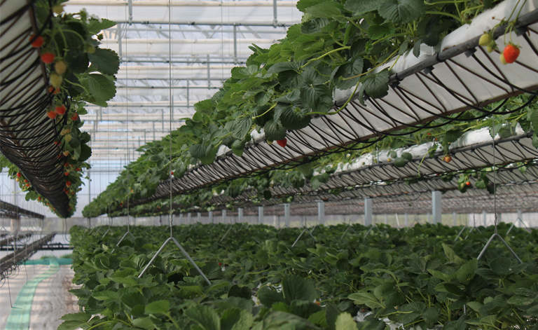 sundrop farms