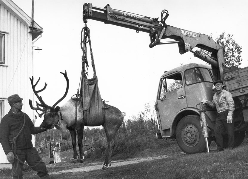 Effer cranes and raindeer